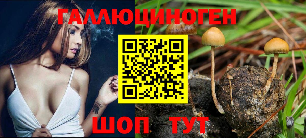 Галлюциногенные грибы Psilocybine cubensis Нефтекамск